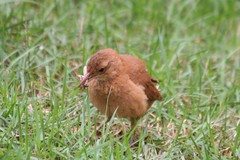 João-de-Barro, Forneiro (Furnarius rufus) - Rufous Hornero - Ovenbird