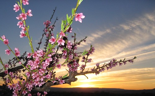 pink flowers sunset peach blooms