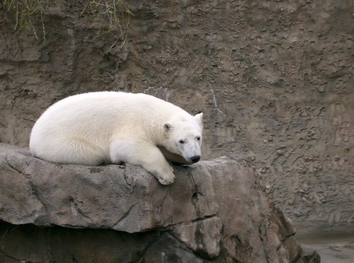 Polar Bear on a rock
