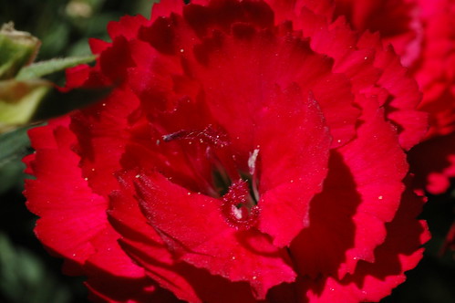 a small, red flower made quite large