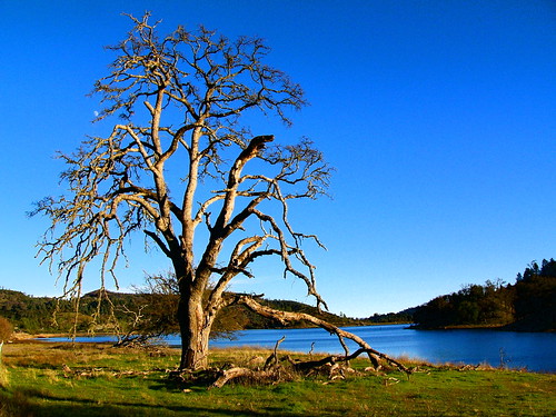 2004 blue california fave favorite lumix photo sky supershot tree view water