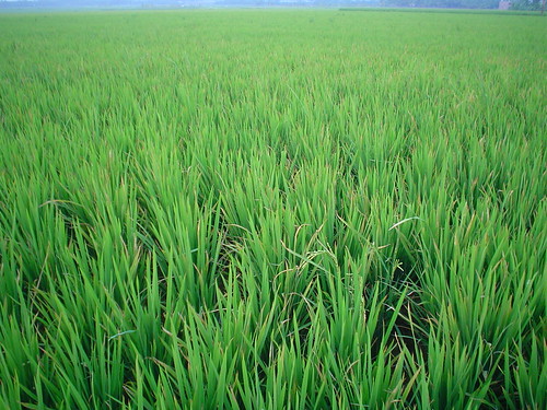 field paddy kerala agriculture linked harisankar hsspublic
