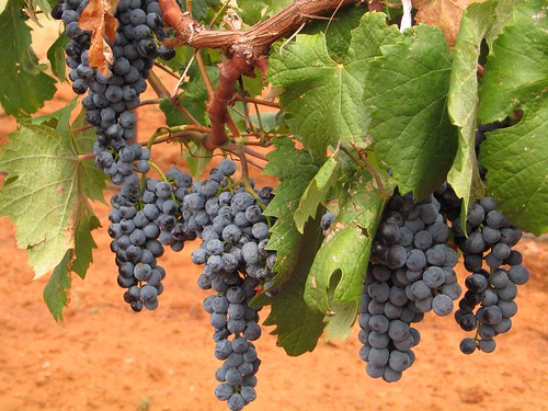 arizona geotagged vineyard wine vine az unfound canong5 grapes callaghanvineyards sonoita callaghan geo:lat=31660849 geo:lon=110551386
