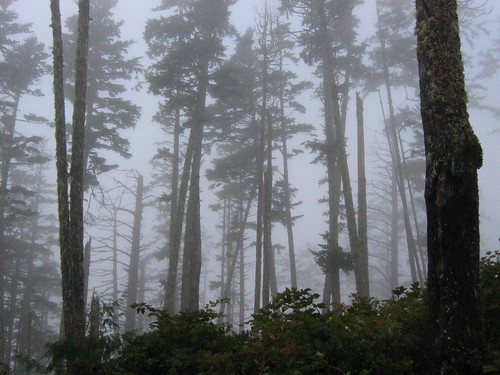 park trees canada green rain fog forest point rainforest bc pacific national rim