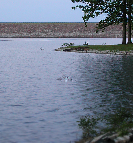 geese dilomay05 lakedegray degraylakeresortstatepark
