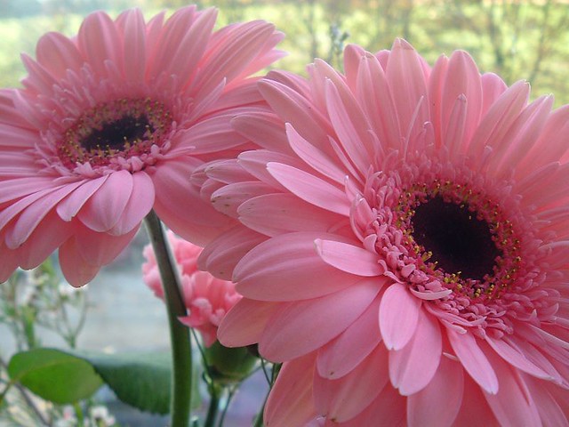 Gerberas | Flickr - Photo Sharing!