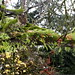 ferns and moss on the limb outside our living room    MG 6061