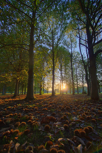 uk autumn trees sunset 20d hampshire chestnuts hdr hursley 4seasons canon1022f3545 fdrtools tthdr 10xp subtlehdr hursleypark