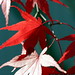 back lit red leaves    MG 5581