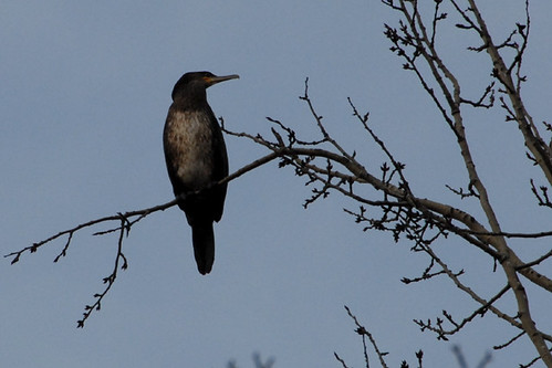 sunset nature cormorant kellersee jalalspagesbirdswatchersalbum