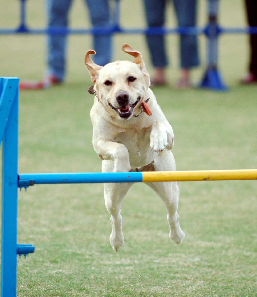 Jumping Labrador Retriever at agility show a photo on Flickriver