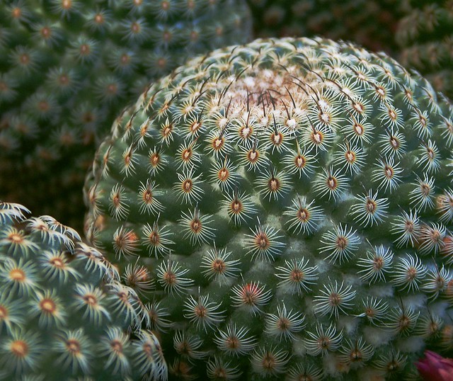 Starry Night:  Pettable Cactus