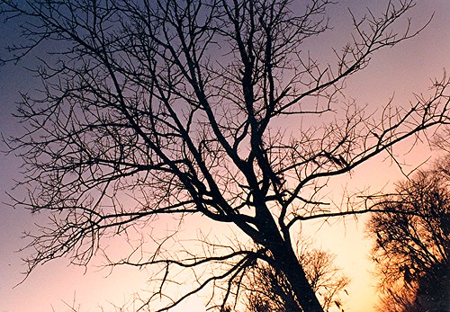 winter sunset sky tree alabama montgomery