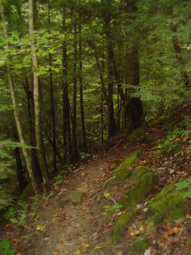 trees forest moss woods path alabama naturalbridge