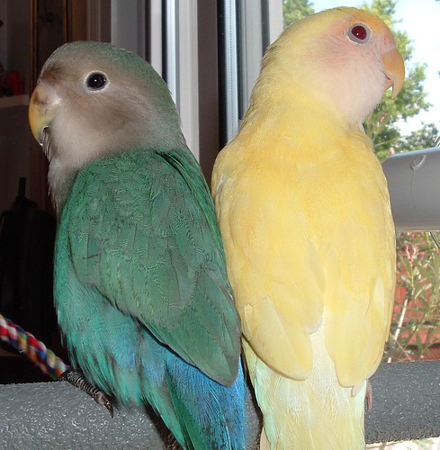 Will my Lovebird change colors??? | Avian Avenue Parrot Forum