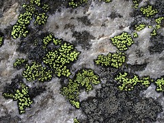 BI015 Green Lichen