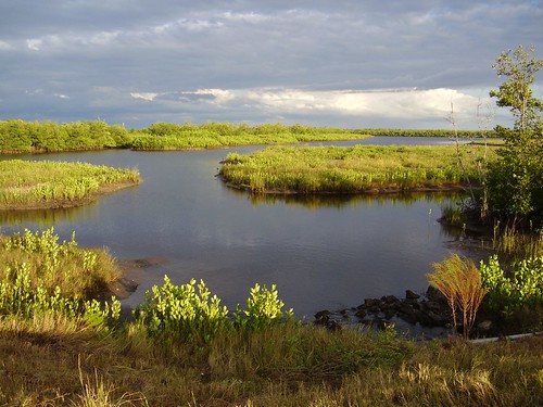 park bw cloud tree green water river harbor state florida charlotte restoration preserve myakka wetland ecosystem