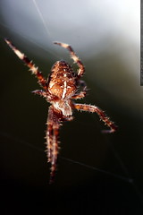 spider on black    mg 1399 