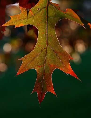 autumn red color macro beautiful automne interestingness oak bokeh explore 407 splendor 481 222v2f 111v1f intrestingness topvaa i500 hbppix oct262006 feiulle aplusphoto botopv1206 mygearandme mygearandmepremium mygearandmebronze