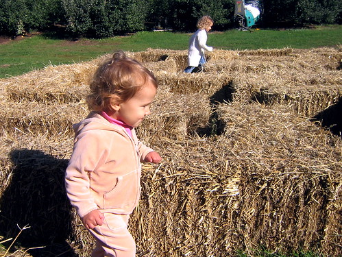 orchard grandrapids appleorchard grandrapidsmi dragt