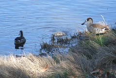 ducks at lake Claremont02