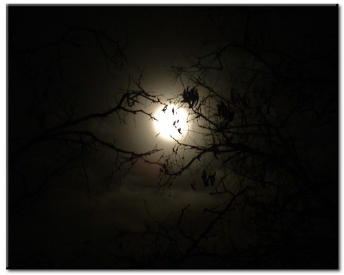 tree night moscow branches fullmoon idaho palouse