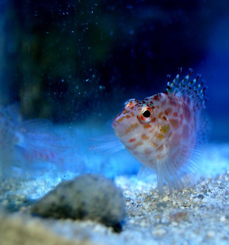 coral aquarium reef hawkfish reef47dallaspjt