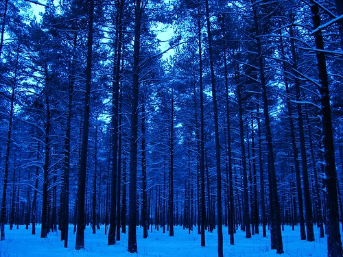 morning blue winter snow pine landscape geotagged tallinn estonia sony cybershot dsc onblue h5 dsch5 männiku challengeyou challengeyouwinner mywinners abigfave duetos manniku geo:tool=gmif geo:lat=59374829 geo:lon=24710451 wowiekazowie photofaceoffwinner pfogold