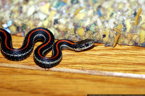 snake, escaping cat under carpet    mg 1332