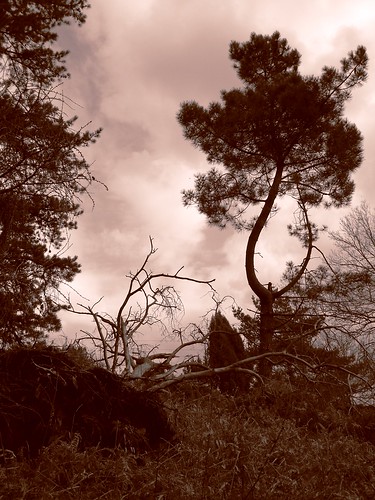 tree sepia landscape dramatic chateauponsac