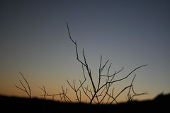 Twigs in Silhouette at Dusk