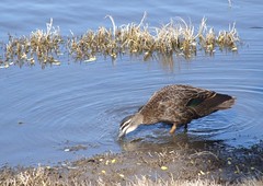 duck at lake Claremont01