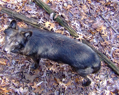 lake outdoors view tn turtle tennessee wildlife hike deer bobcat racoon overlook wolves baysmountain kingsport