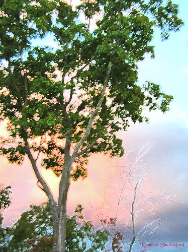 sunset tree art georgia woodstock elm specialeffect