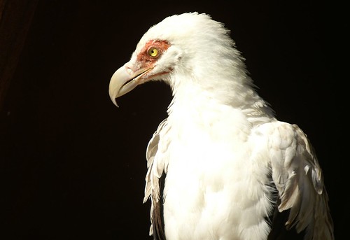Buitre palmero - Palm-nut Vulture (Gypohierax angolensis)