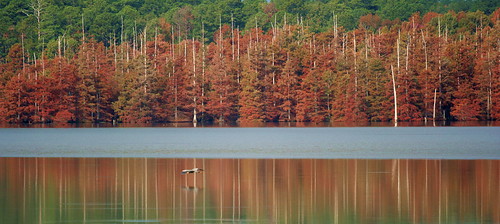 reflection heron mississippi lenstagged fallcolor ms cypress blueheron refuge canon70200f4l noxubee noxubeenationalwildliferefuge