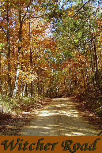 road autumn trees fall forest country dirtroad