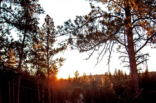 trees winter sky sun southdakota blackhills sunrise evergreens deadwood blackhillsnationalforestmorning