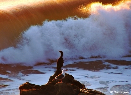ocean sunset beach birds published surf waves seagull gull sony wave pch cormorant venturacounty h5 mugurock inthewild wateracaliforniastory mikeforsman
