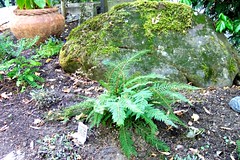 beautiful alaskan fern & mossy rock 