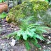 beautiful alaskan fern & mossy rock