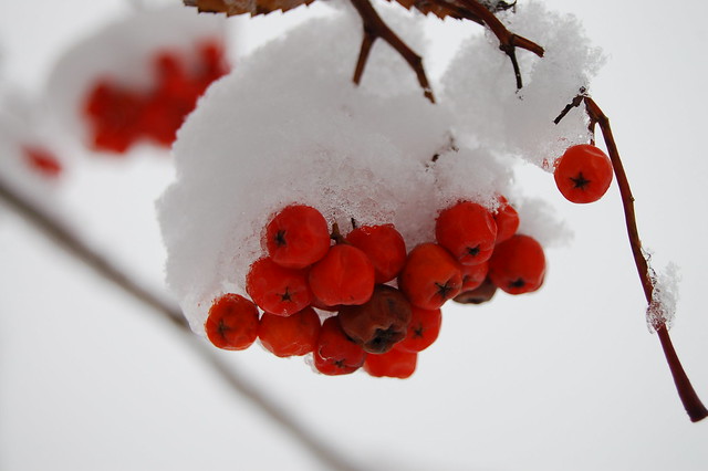 Rönnbär i snö