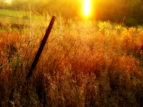 sunset grass fence