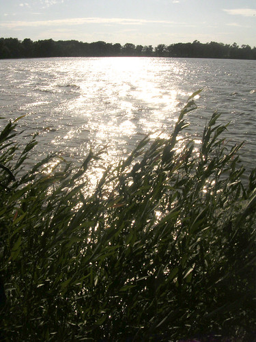 sun lake water grass minnesota mn freeborncounty greaterminnesota freebornlake