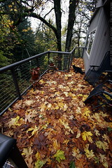 our back deck is a bed of leaves    MG 5501 