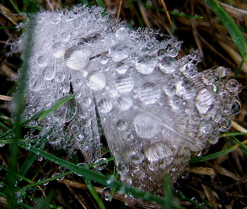 rain droplets backyard feather raindrops coolest kentwa featheryfriday shesnuckinfuts impressedbeauty