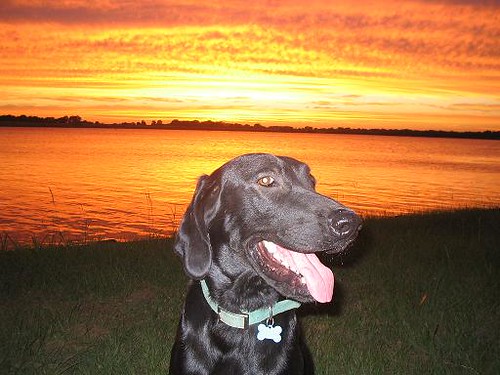 sunset dogs labrador texas lakelimestone smileydogs