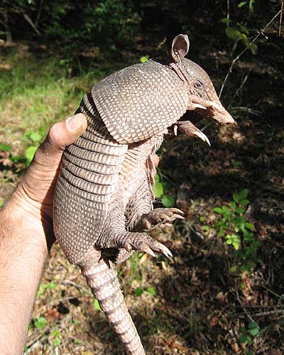 animal armadillo claws noshoes