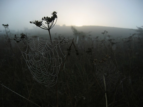mist sunrise geotagged dawn cobweb dew southdowns canons30 geo:lat=50902166 geo:lon=0525455