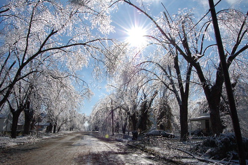 street trees winter snow storm ice missouri icestorm poweroutage